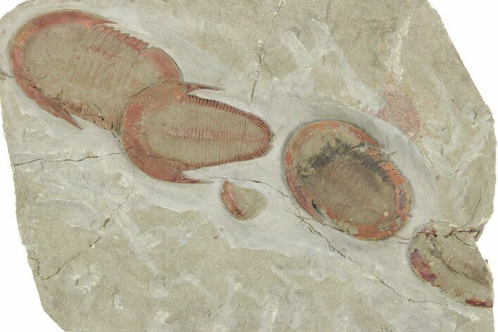 Harpides With Two Asaphellus Trilobites - Fezouata Formation #213181
